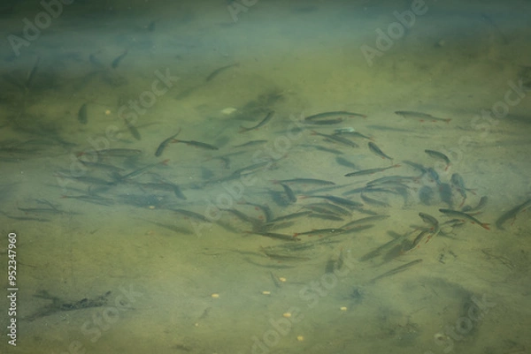 Fototapeta a lot of little scardinius fish in the lake