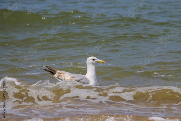 Obraz Seagull swimming in the North sea in Zandvoort, the Netherlands