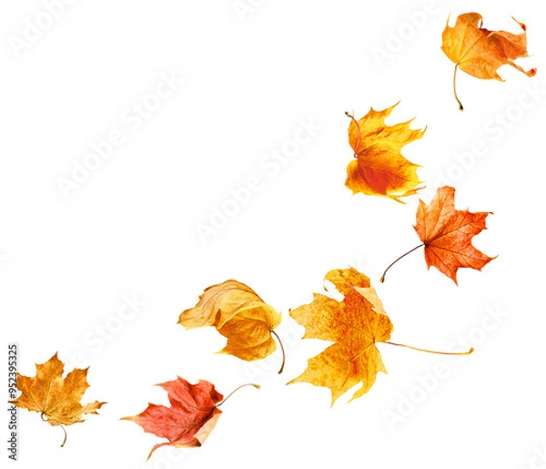 Fototapeta Falling autumn maple leaves on white isolated background