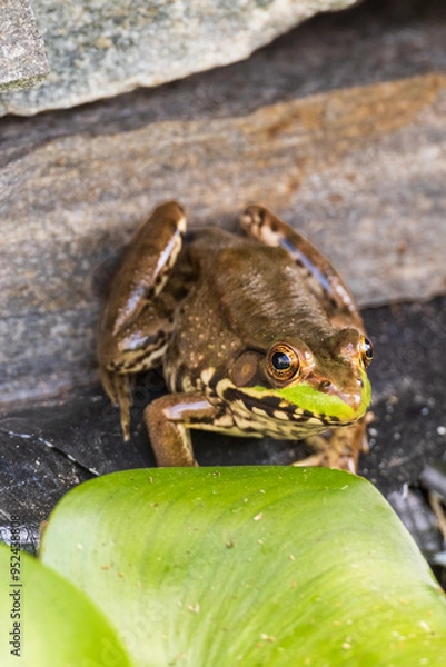 Obraz frog in the pond