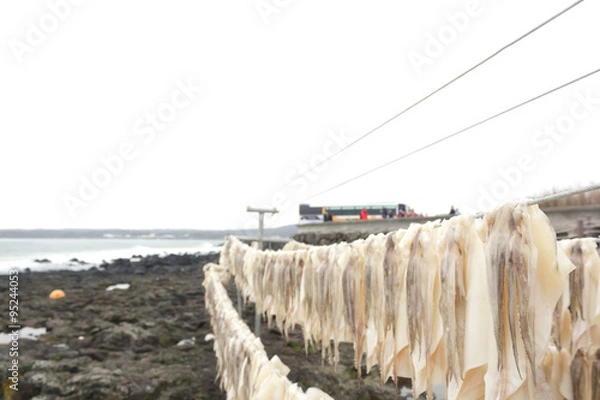Fototapeta Squid drying on clothesline