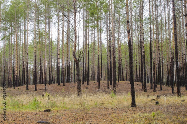 Fototapeta Смешанный лес