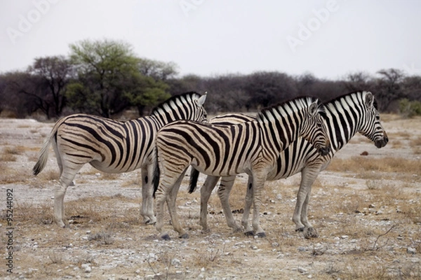 Fototapeta Damara zebra, Equus burchelli  herd in steppe, Etosha, Namibia