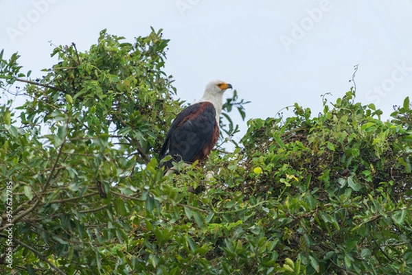 Obraz African fish eagle