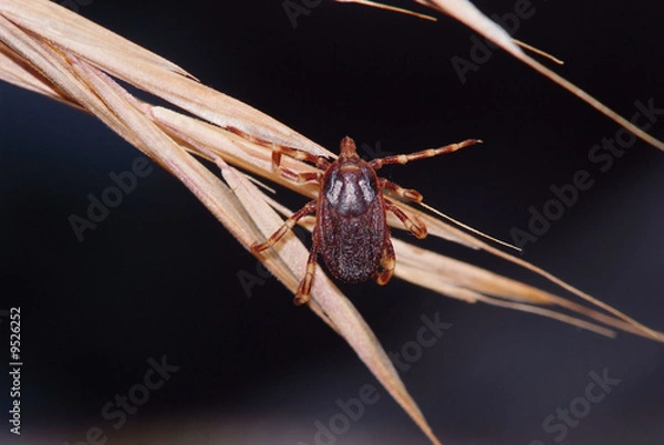 Obraz kleszcz pasożyta