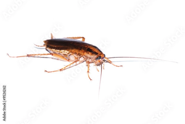 Obraz karaluch izolowany na białym