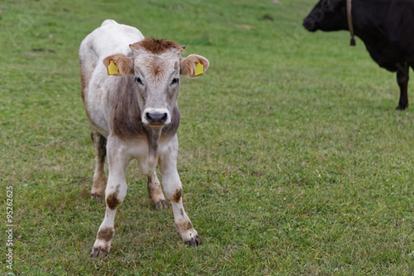 Obraz Calf in grass field