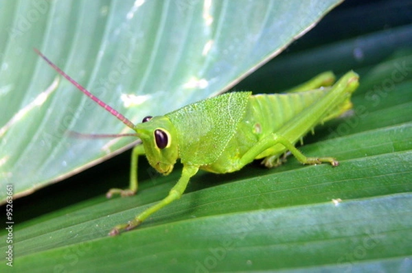 Obraz Grasshopper
