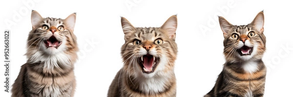 Obraz Cat screaming at camera. Transparent background