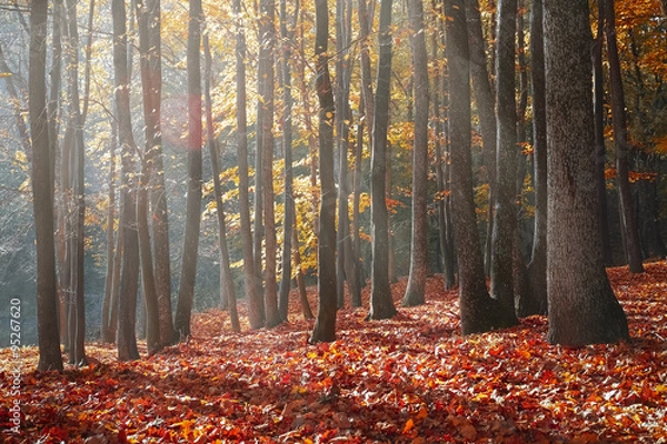 Obraz Rays at the edge of the forest