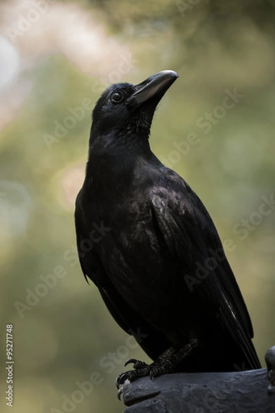 Fototapeta Large-billed crow