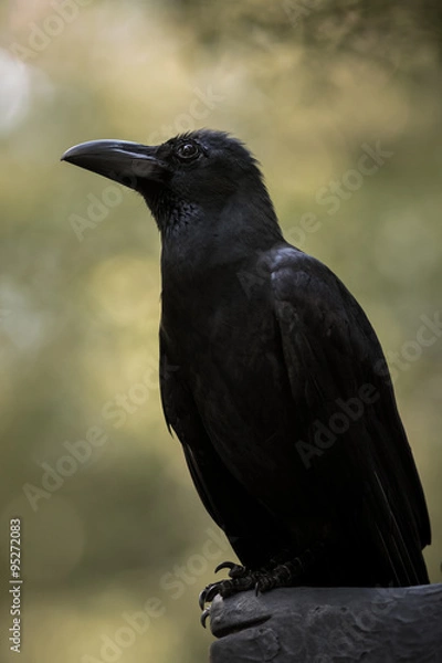 Fototapeta Large-billed crow