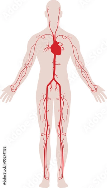 Obraz Arteries of the human body in color stock illustration