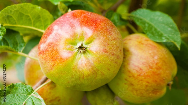 Obraz Apples on a branch ready to be harvested