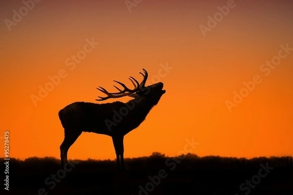 Obraz Le brame du cerf