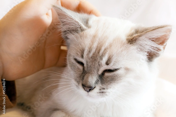 Obraz Child Hand and Kitten