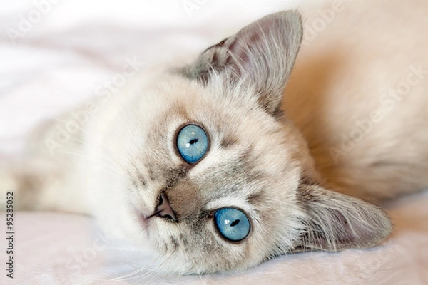 Obraz Blue Eyes Kitten