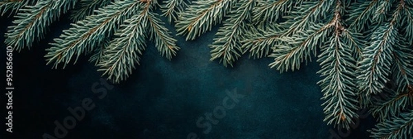 Fototapeta The dense fir tree branches showcase lush greenery with frosted tips that create a captivating contrast against the dark backdrop in winter