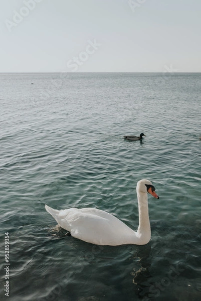 Obraz white swan