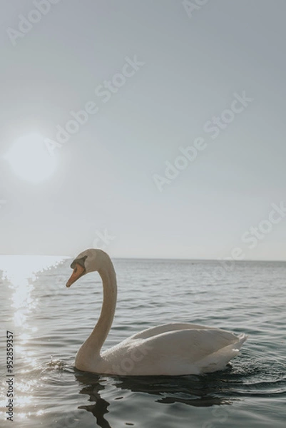 Fototapeta white swan