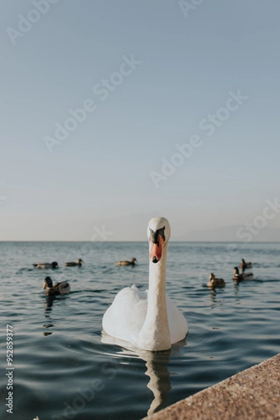 Fototapeta white swan