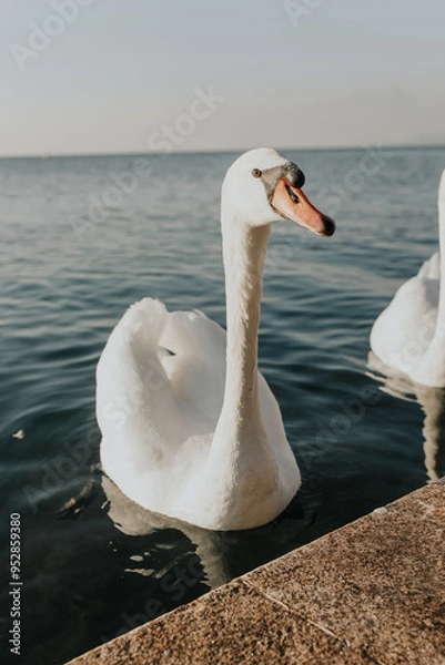 Obraz white swan