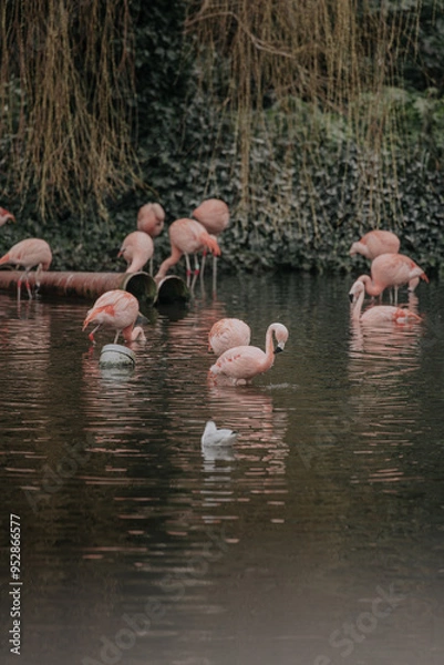 Obraz Flamingo