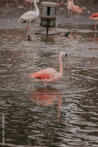 Obraz Flamingo