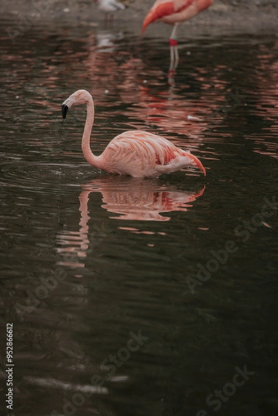 Fototapeta Flamingo