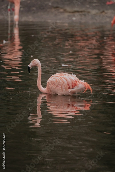 Fototapeta Flamingo