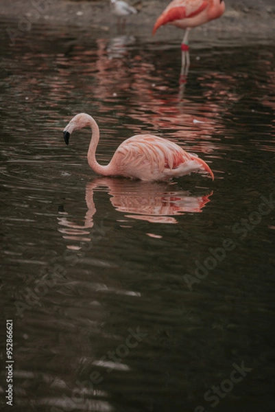 Fototapeta Flamingo