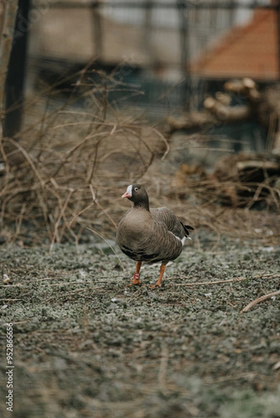 Fototapeta exotic bird