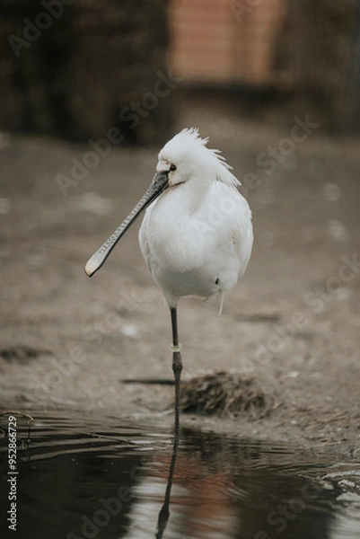 Fototapeta exotic bird