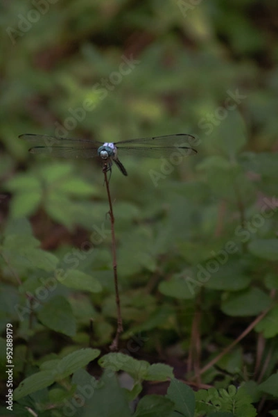 Fototapeta dragonfly on a branch