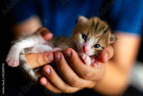 Fototapeta Kociak w rękach 