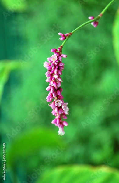 Obraz розовый цветок