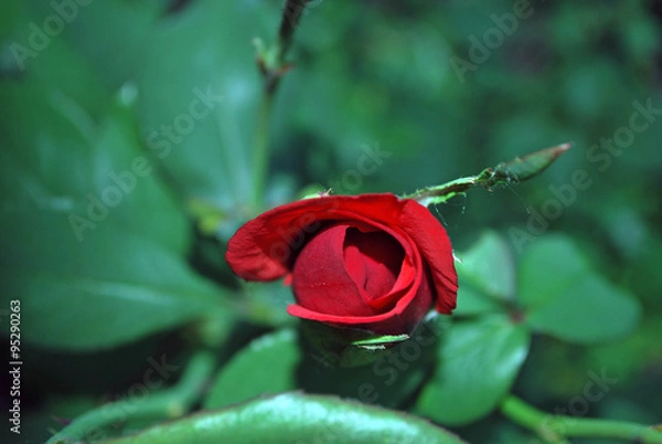 Obraz красная роза