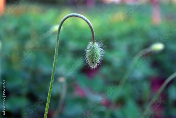 Obraz зелёный бутон