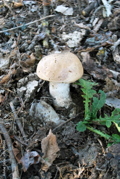 Obraz боровик