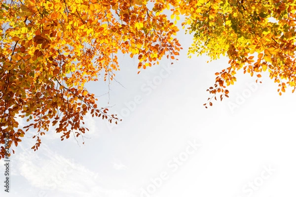 Fototapeta Beautiful fall tree branches, bright background