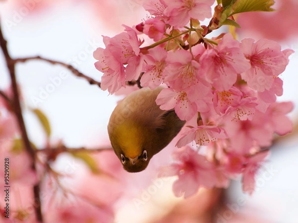 Fototapeta 桜の中から逆さ掴まり