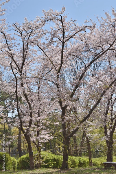 Fototapeta 長居植物園の桜