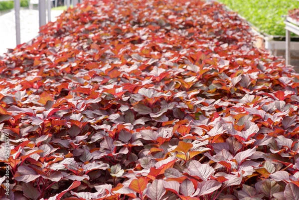 Fototapeta photo of red spinach plants in farm