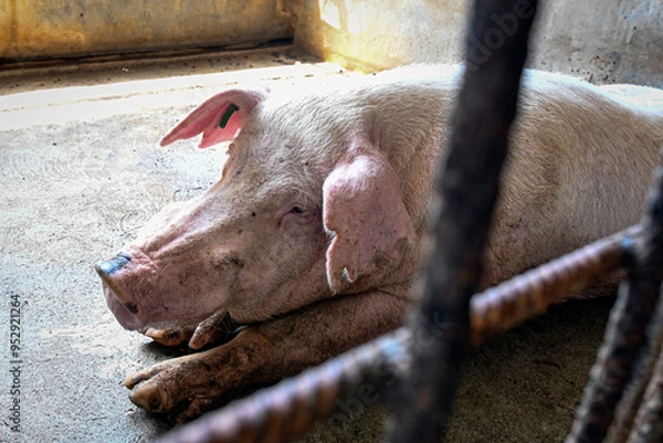 Obraz Adult hog with ear notches