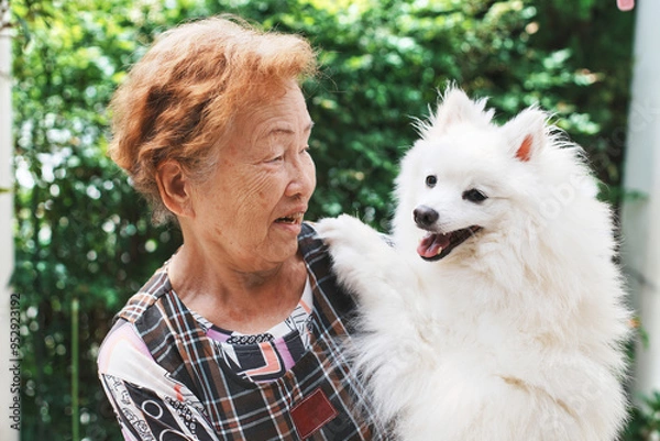 Fototapeta 日本人シニア女性と日本スピッツ