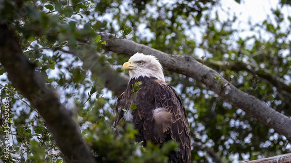 Obraz An American Bald Eagle looking regale in a tree