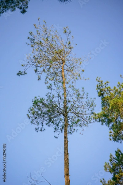 Fototapeta tree and sky