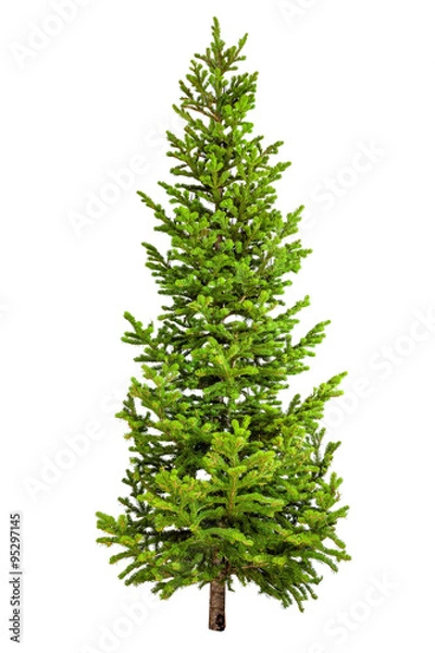 Obraz Christmas tree isolated on white background.