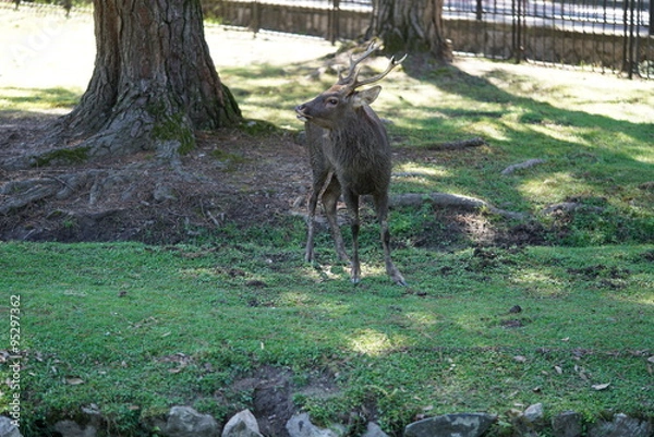 Fototapeta 奈良公園 鹿