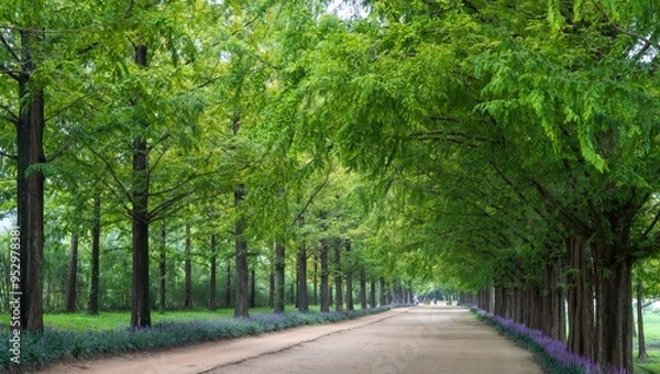 Obraz 담양 메타세콰이아랜드 가로수길